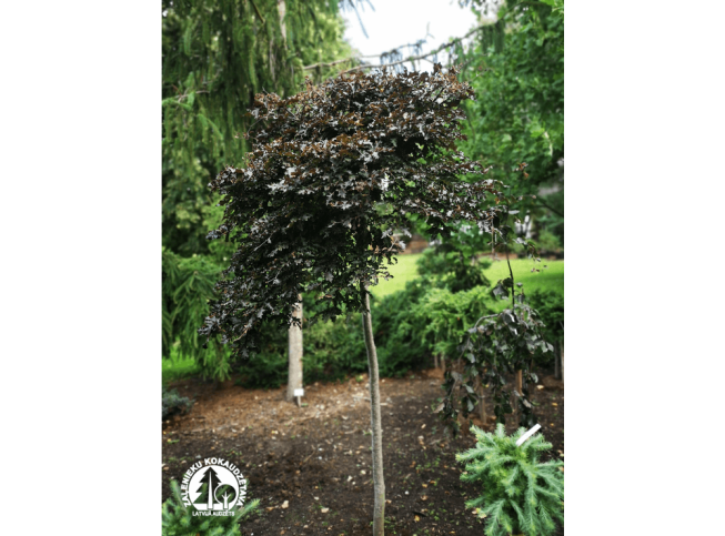 Fagus sylvatica   'Rohan Weeping'